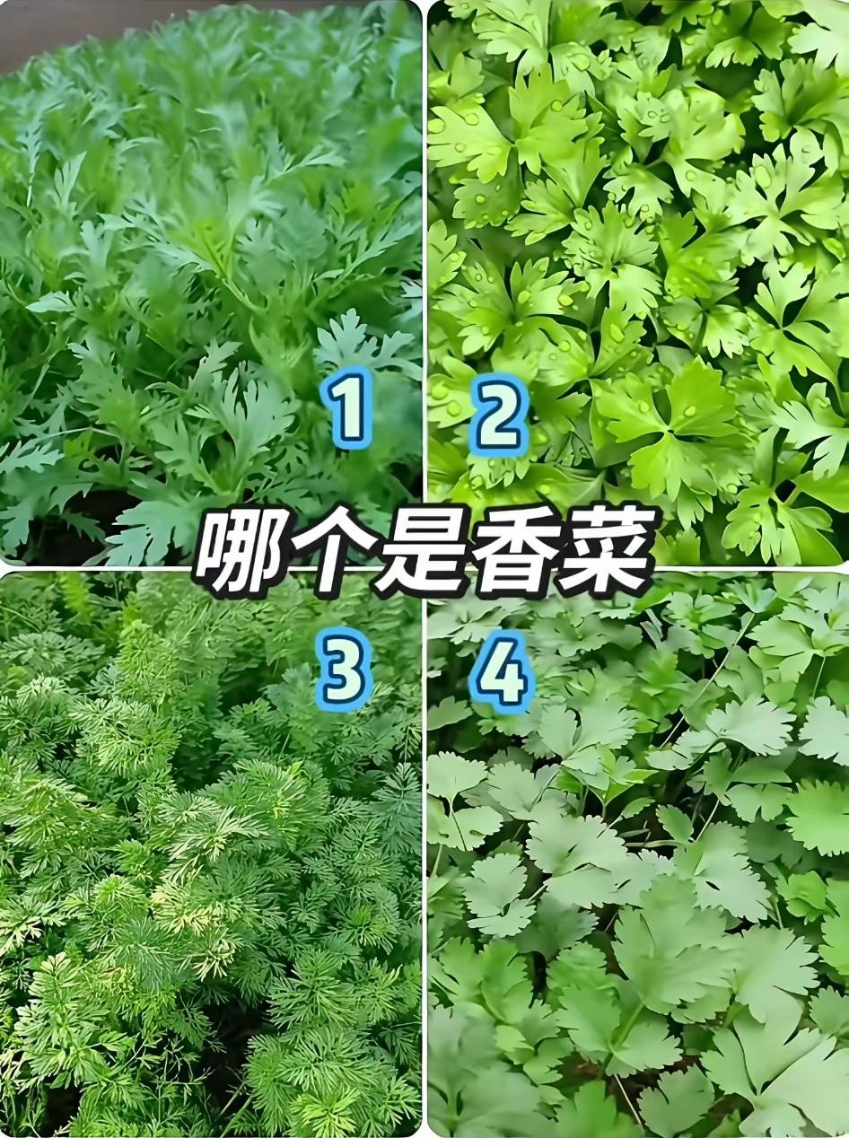 哪个是香菜？