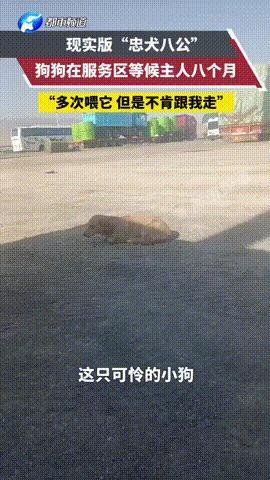 “看哭了！”新疆，狗狗在服务区苦等主人8个月，好心人多次投喂想收养，狗狗就是不肯