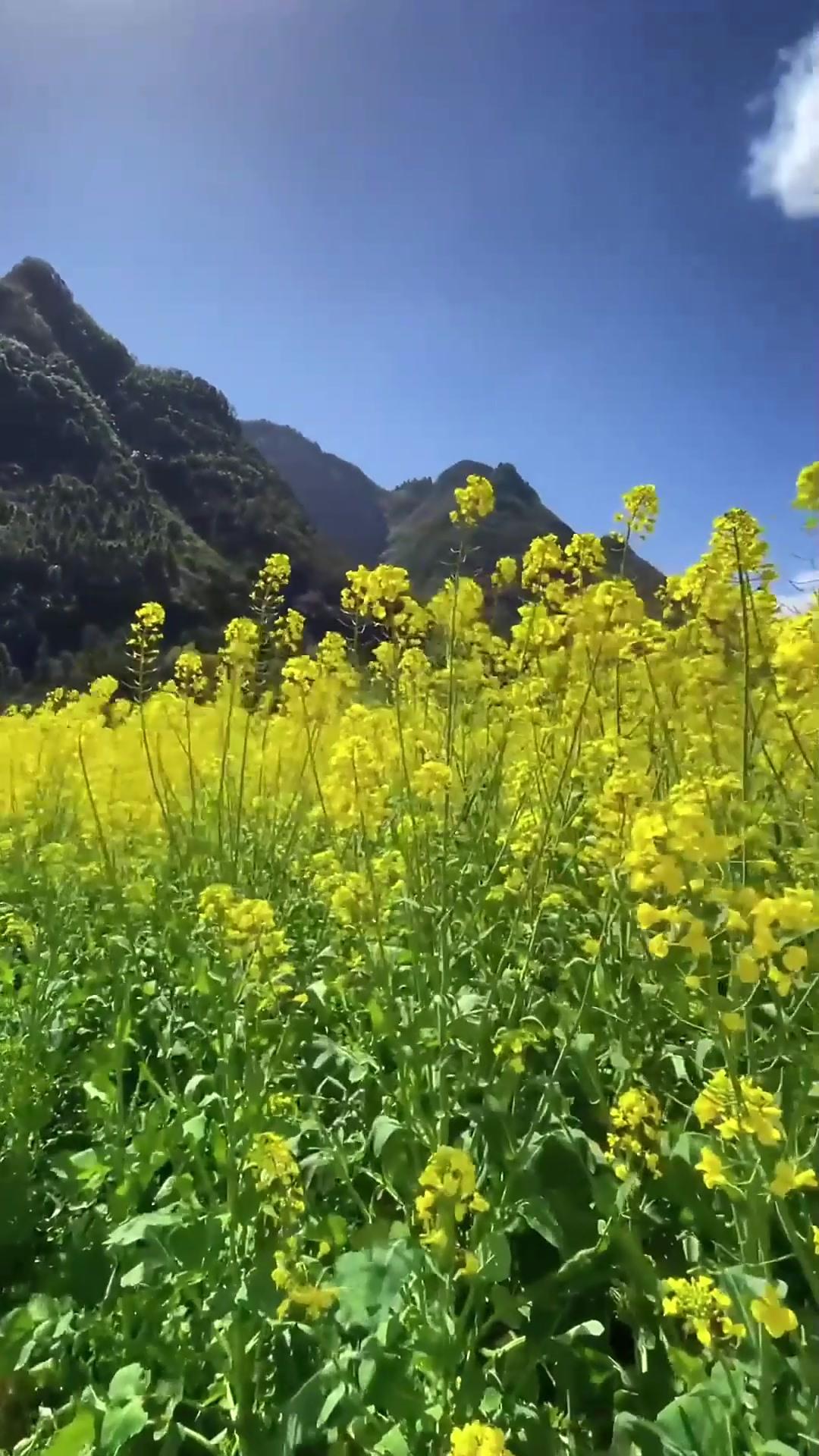 春日生活打卡季 春日的温柔，总是在不经意间就击中人心。风一吹，花就开了，阳光落在