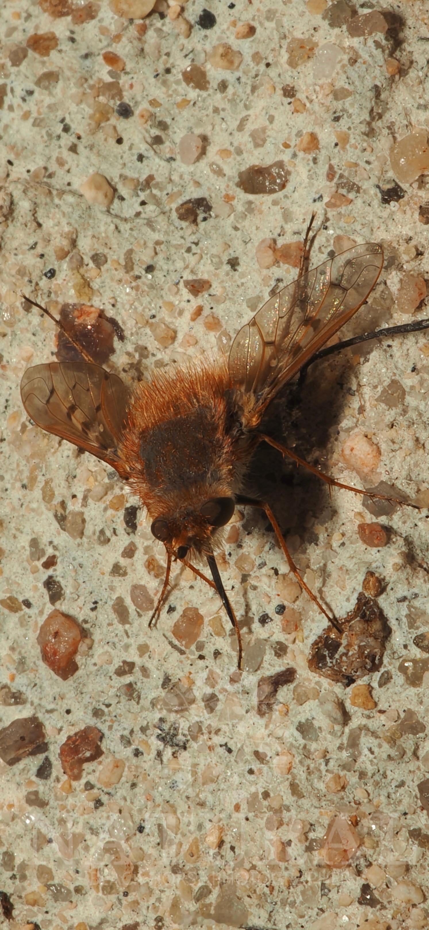 Namaqualand Insects 南非
