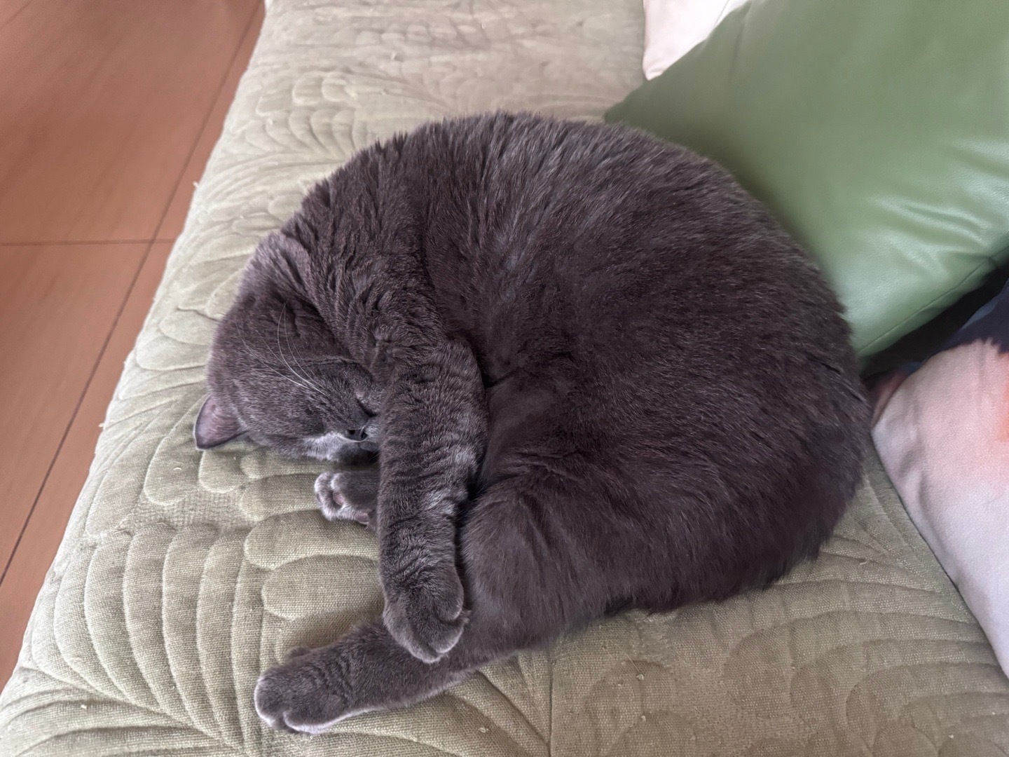一个会呼吸的团子蓝快看呀这是我的小猫
