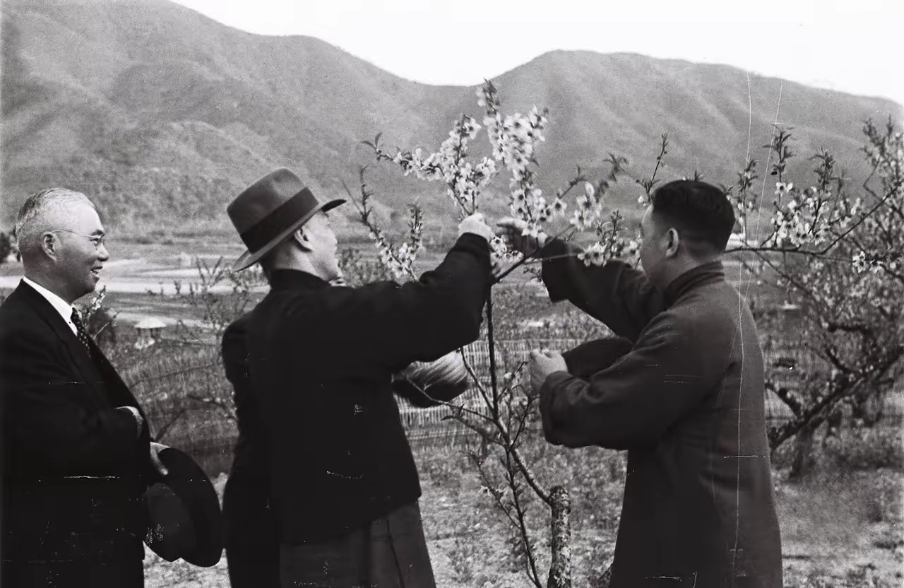 多数人只知道蒋介石偏爱梅花，却不知道他在台湾专门找了地貌神似老家浙江奉化溪口的桃
