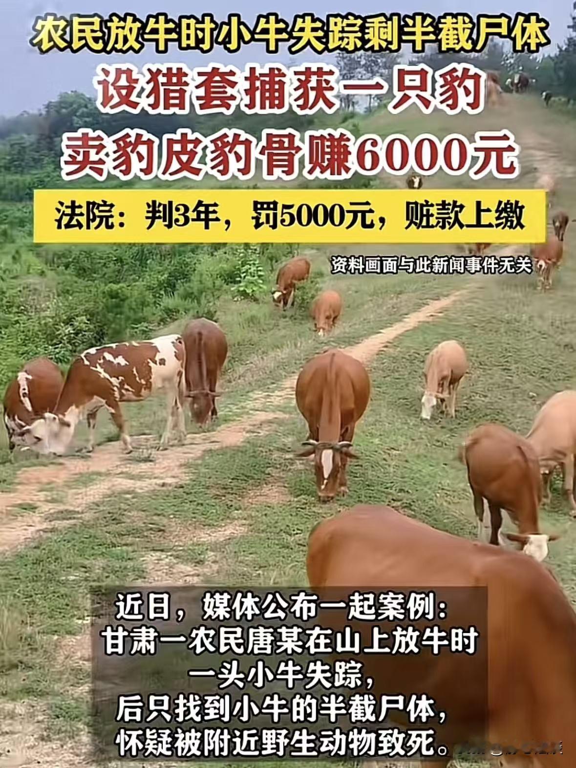 可悲的无知！甘肃平凉，老农放牛，突然发现少了一头，被找到时小牛只剩半截，老农又痛