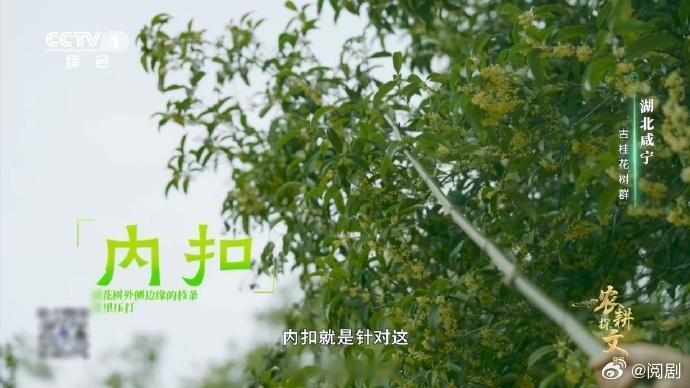 真的看到了桂花雨 谁懂啊！终于蹲到桂花雨了！清晨带露水摘才不损伤，日晒后就没用了