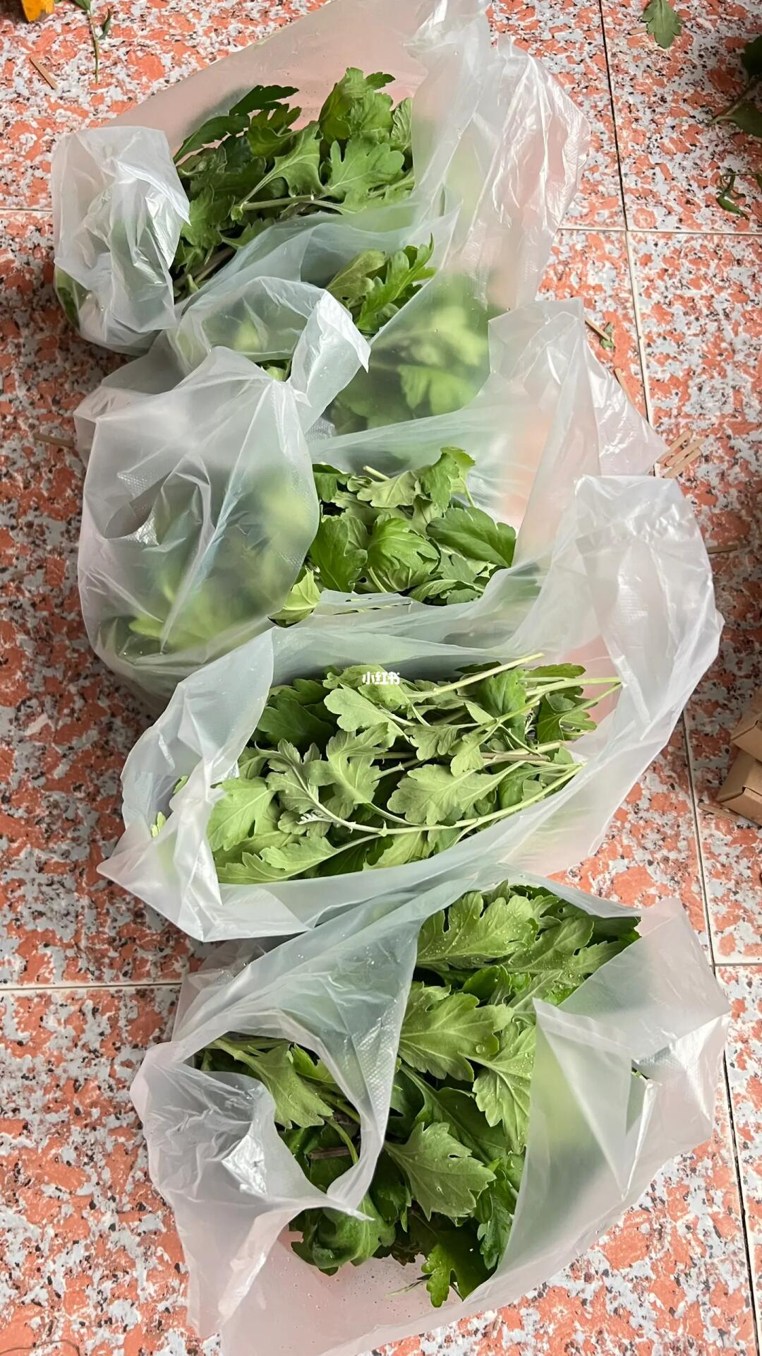 大菊花枝条最后5份，没人要我就喂兔兔了