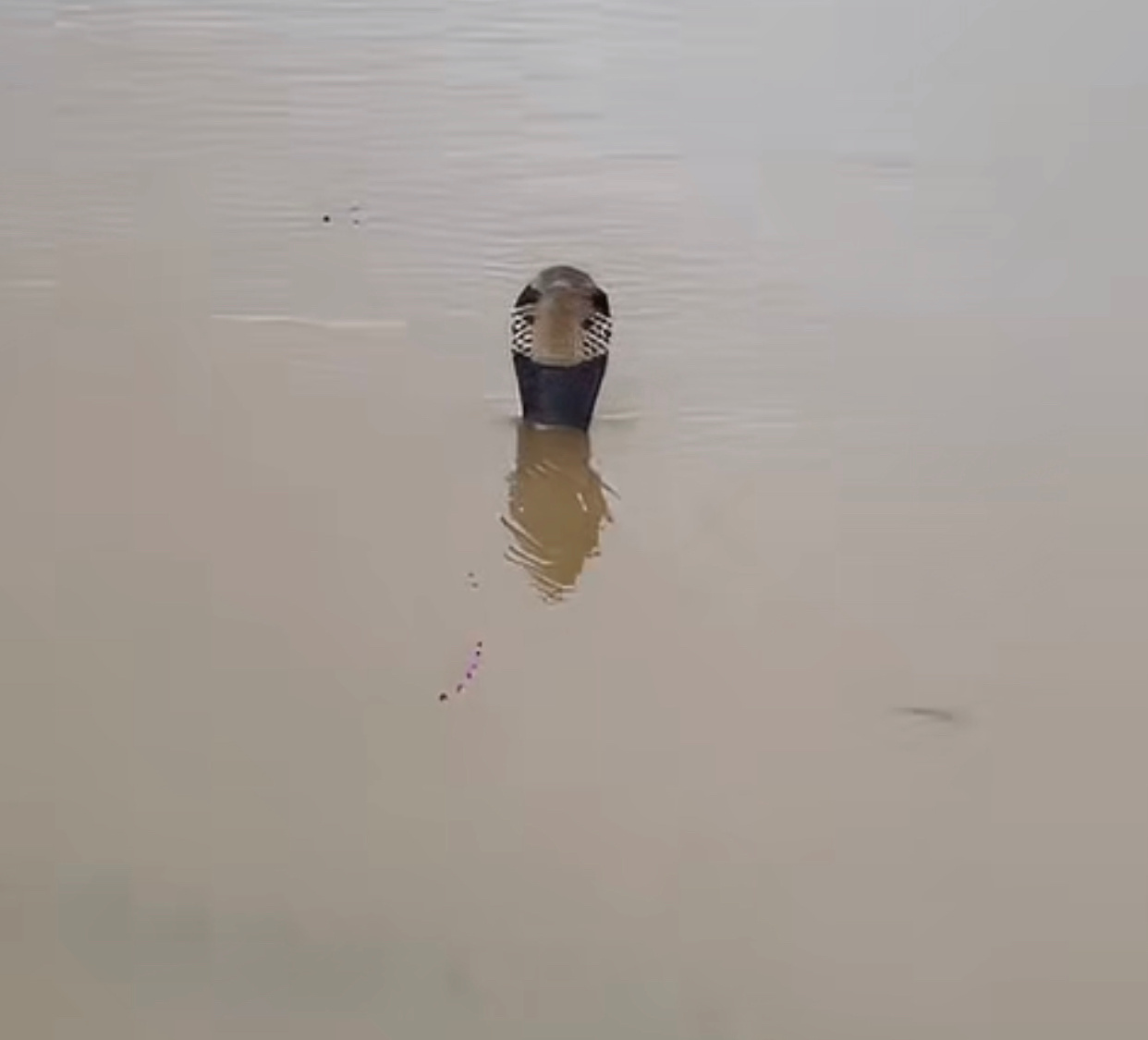 洪水致养蛇场蛇逃出有眼镜蛇看这图真起鸡皮疙瘩，就这样跟蛇对视上了，假如蛇跟鬼同时