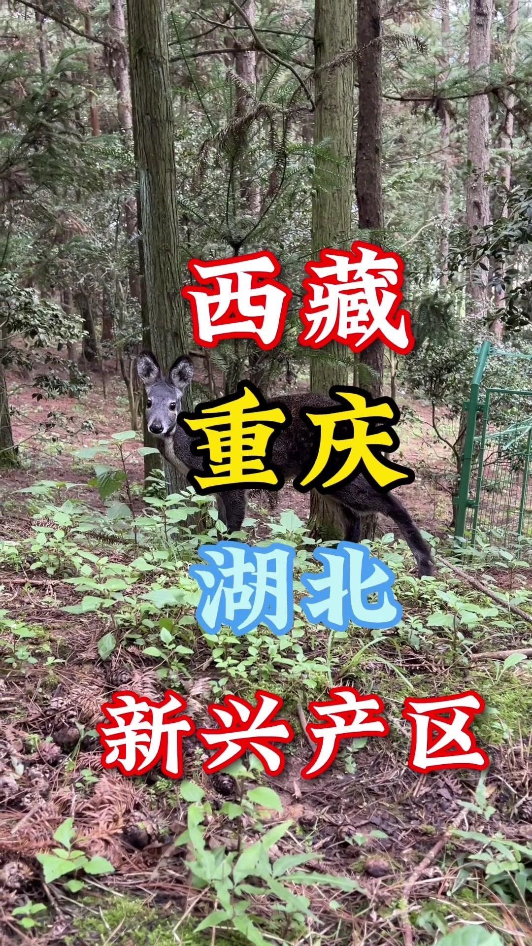 五省新兴产区模式创新，各有特色。西藏昌都边坝县填补高海拔养殖空白，构建政府搭台、