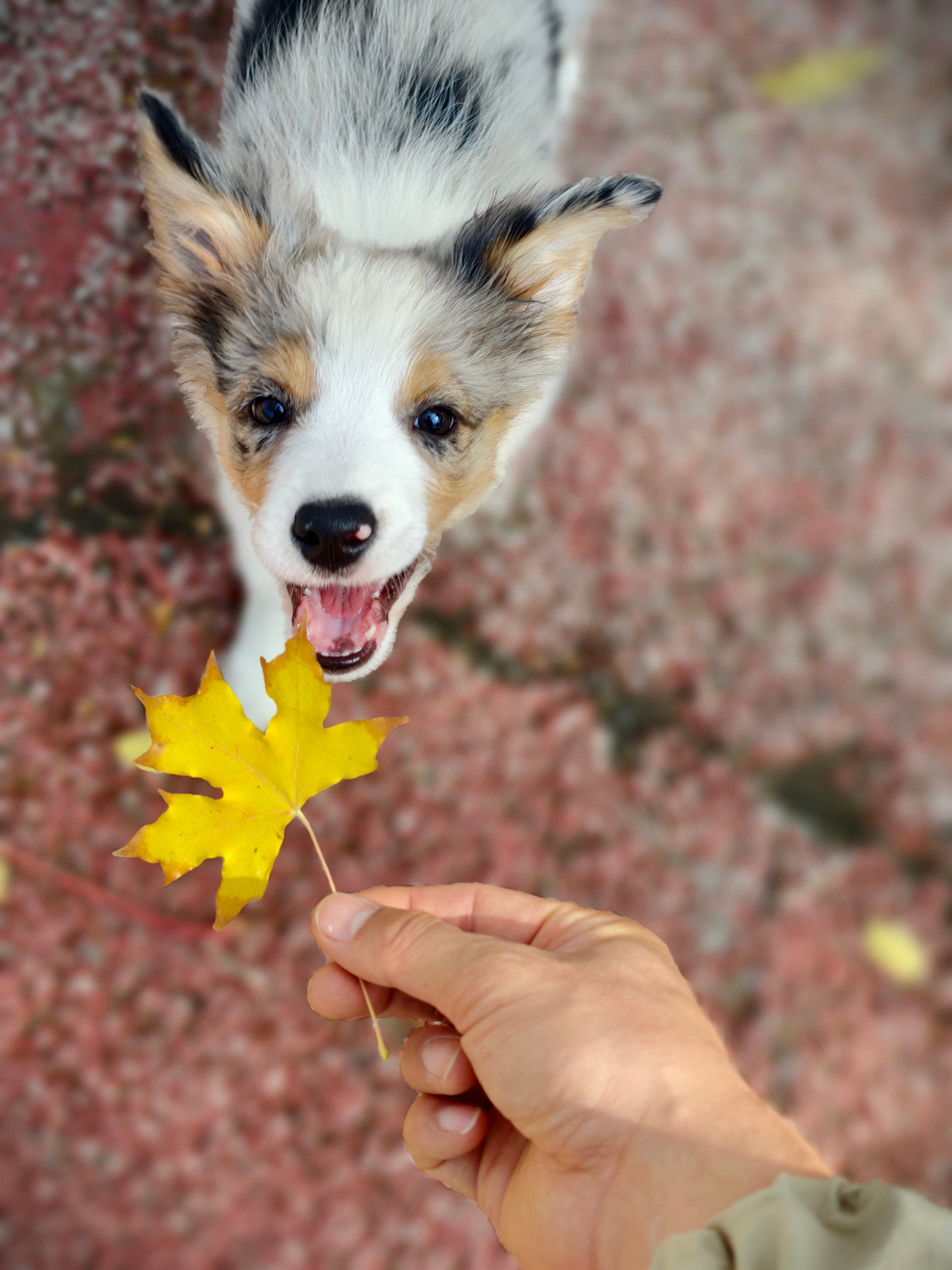 带着小狗今日捡秋🍂🍁​我负责把散落在它毛上的秋光收进相册📸小狗还不懂什么是