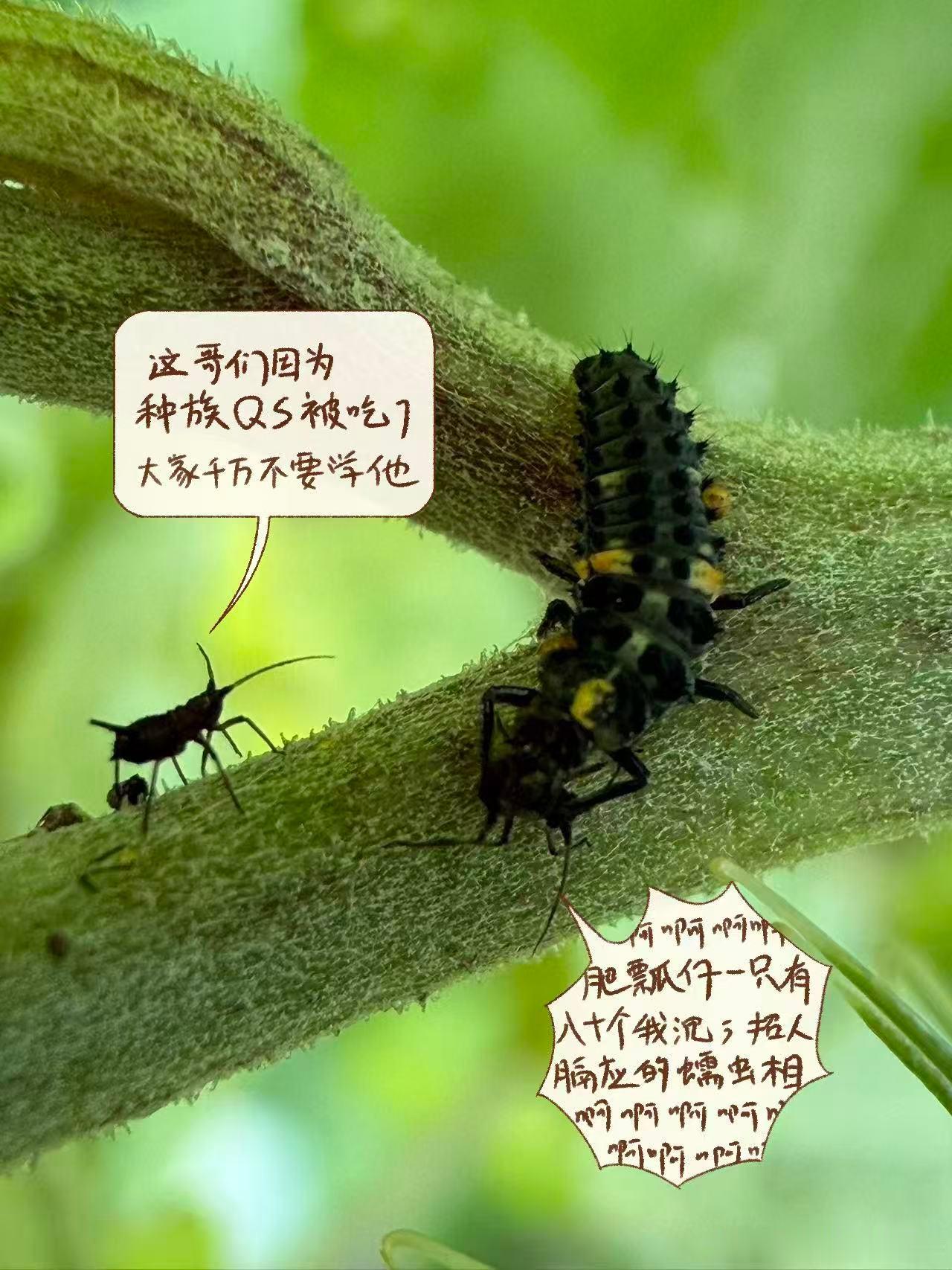 异色瓢虫的幼虫，最爱吃蚜虫。正在干饭的时候，另一只蚜虫路过……