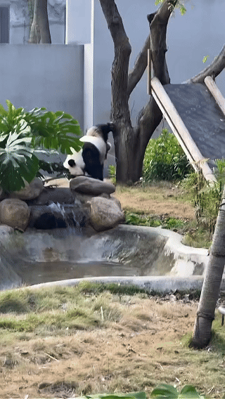 🔻……这只旱地拔葱的宝宝又是谁家的部将？ 