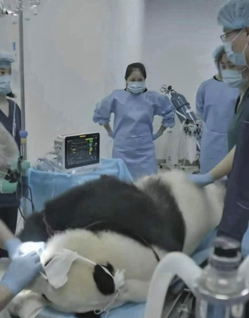 最近一只熊猫在医院做ct，结果全医院的医生都跑去撸猫了。
 
事情的经过很简单，