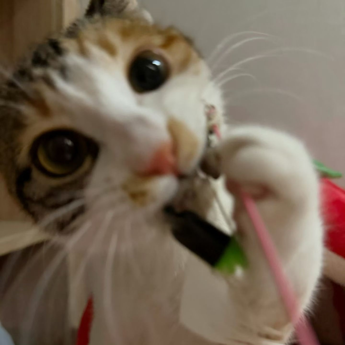 铃铃铃 