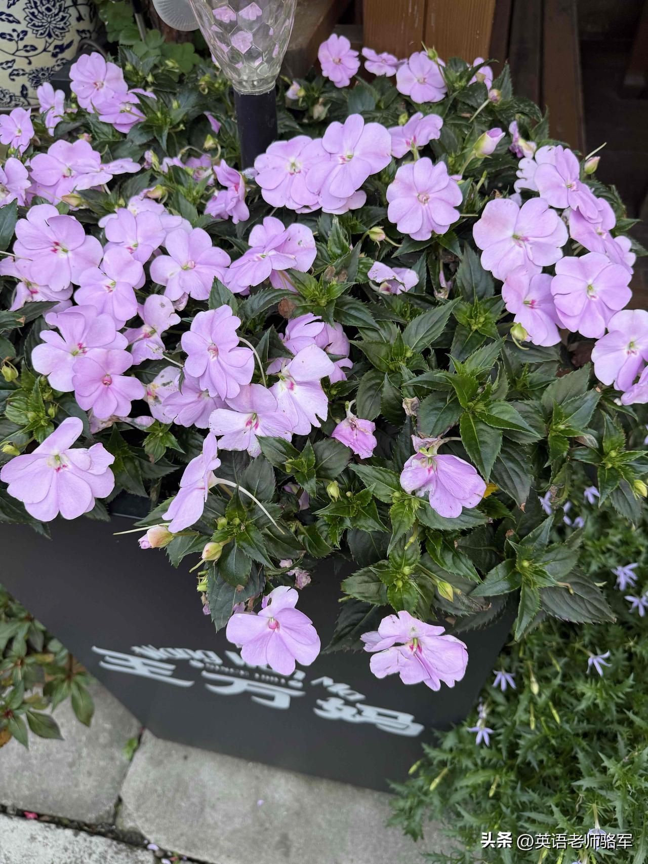 分享一张你相册里的花草照片