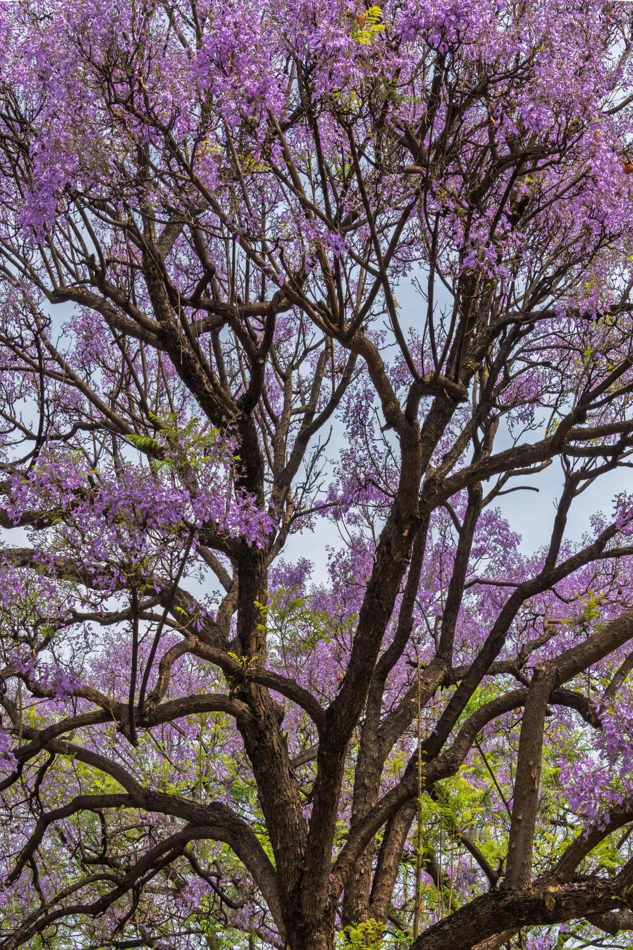 昆明教场中路蓝花楹。昆明教场中路蓝花楹