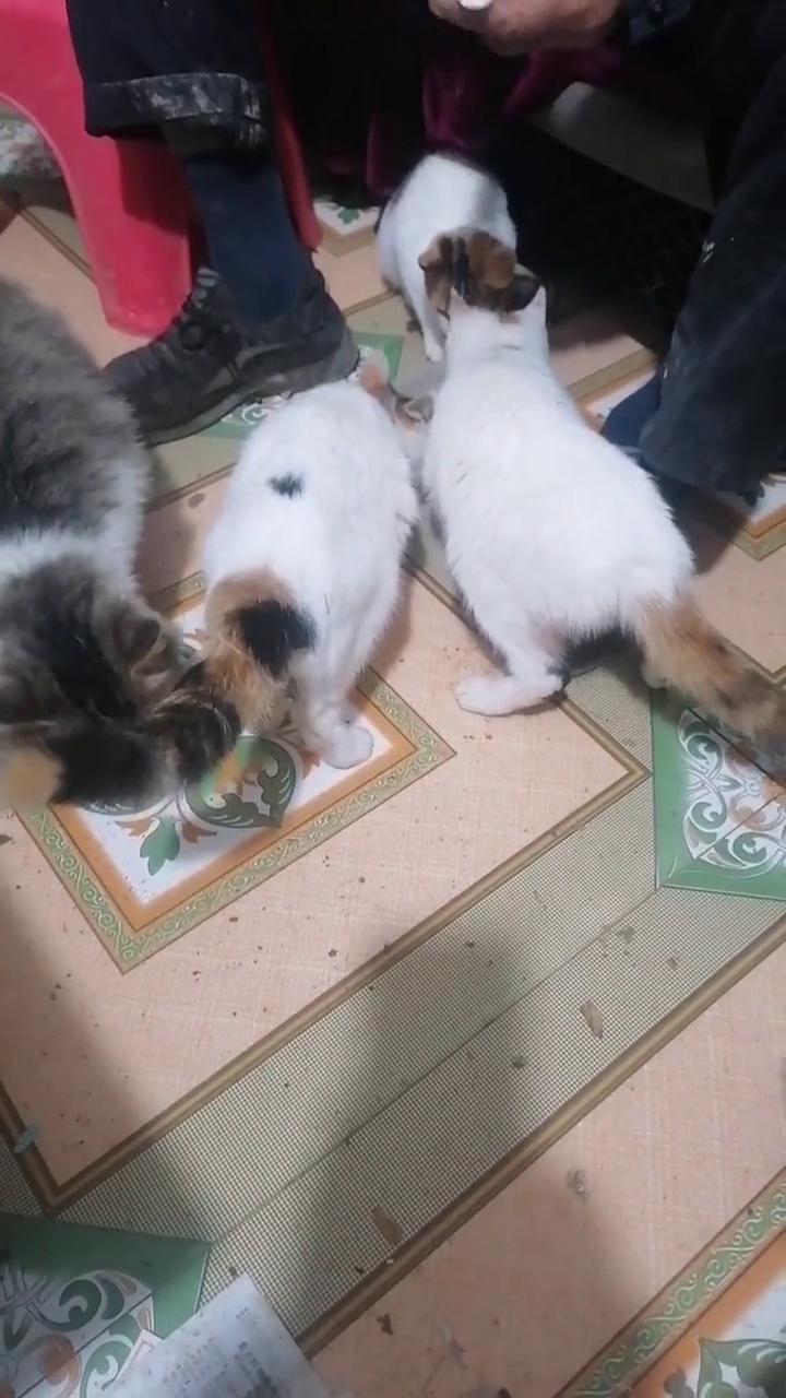 我的小猫咪有一点可爱，有你的陪伴心情都好起来。它有时很淘气，它有时很调皮，只要它