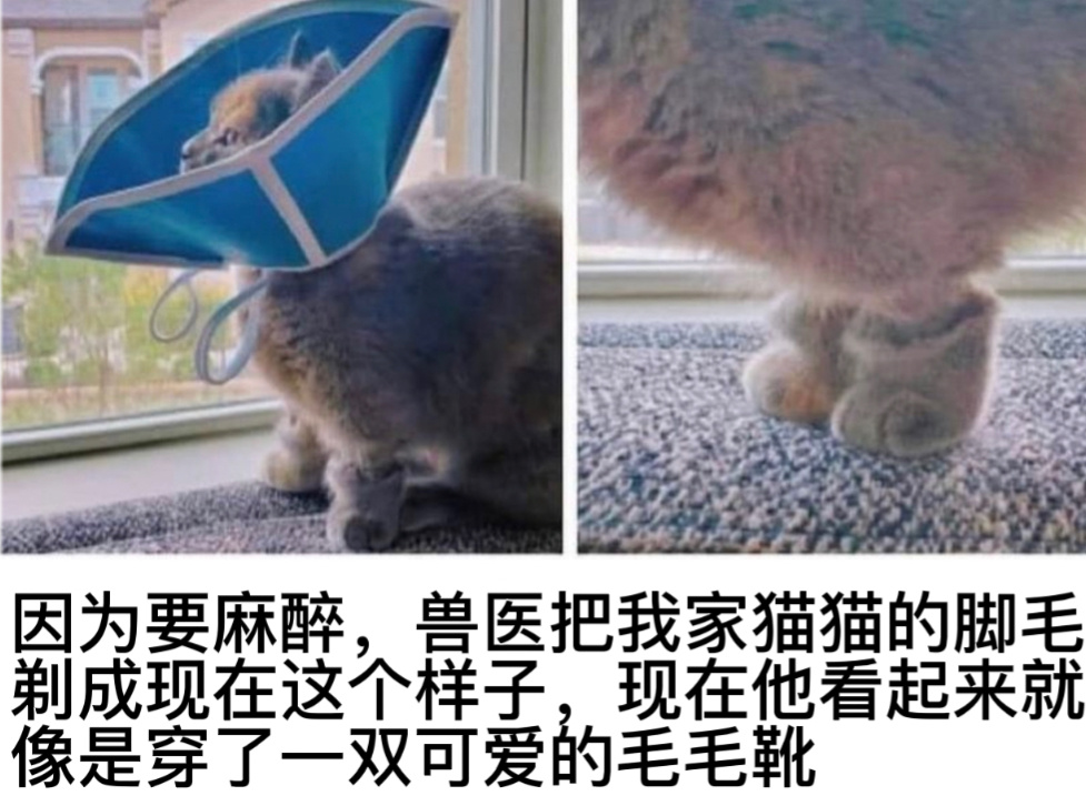 可爱毛毛靴#今日memes# //#我的幽默搭子# //#定格# ​​​