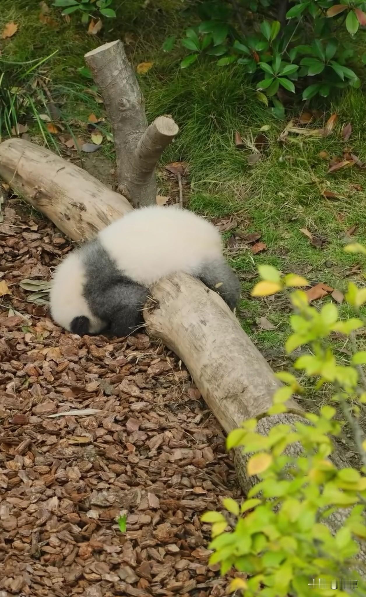 新猫的睡眠真好