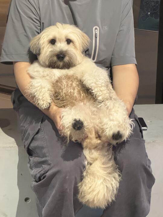 我麻麻说小脏狗不许回家 有ee稀罕吗