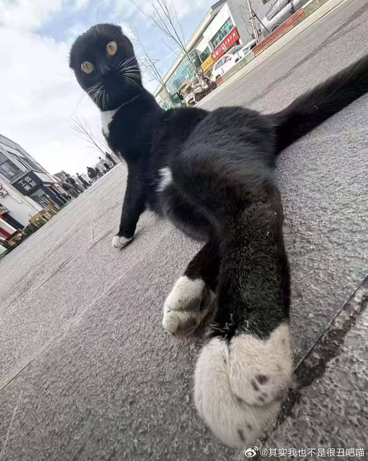 49527【丑猫】吃我脚脚 