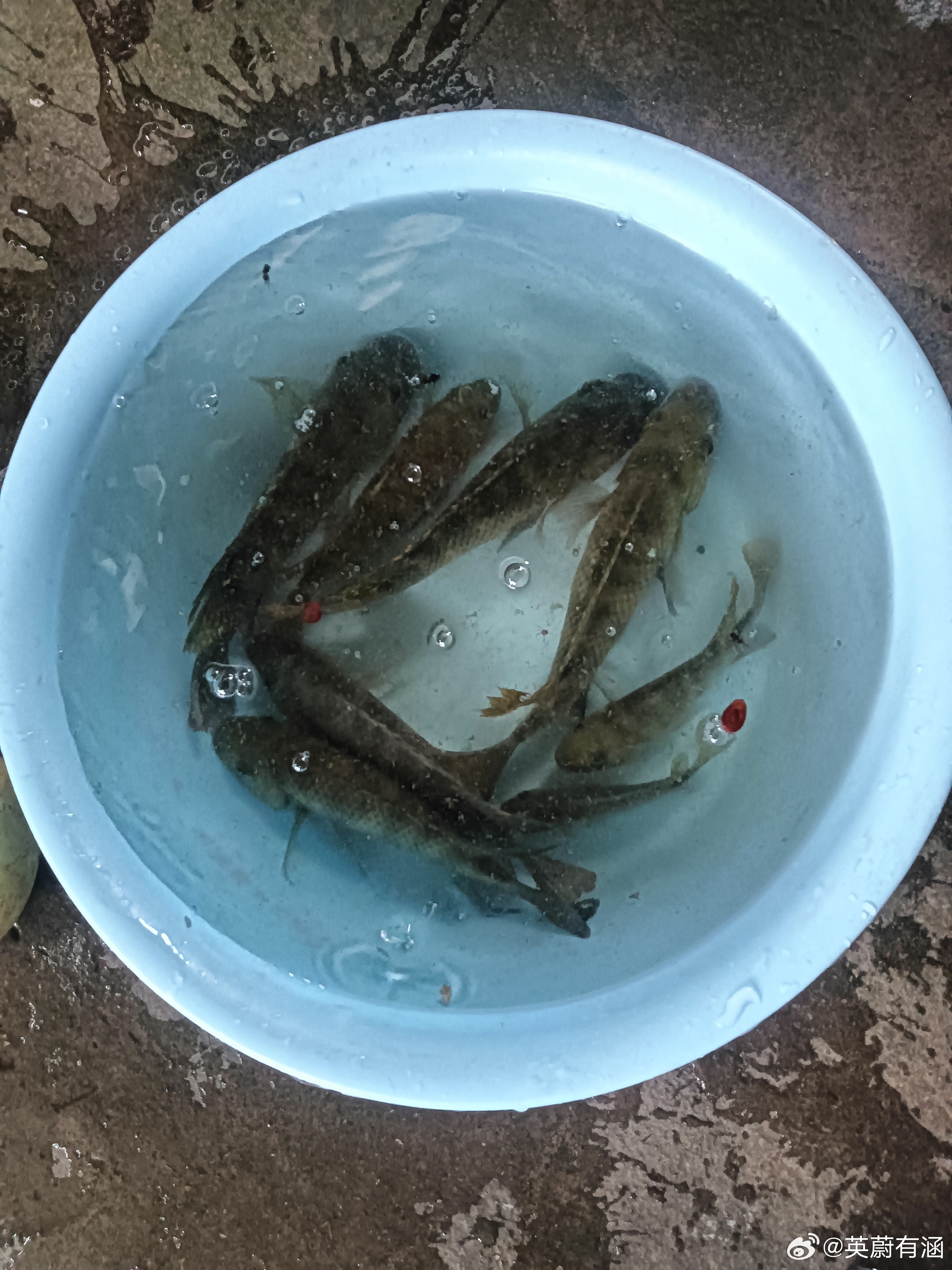 外甥自己制作的钓鱼杆，在水塘边，一会儿就钓到十来条罗非鱼。佛得角 H组搅成浑水佛