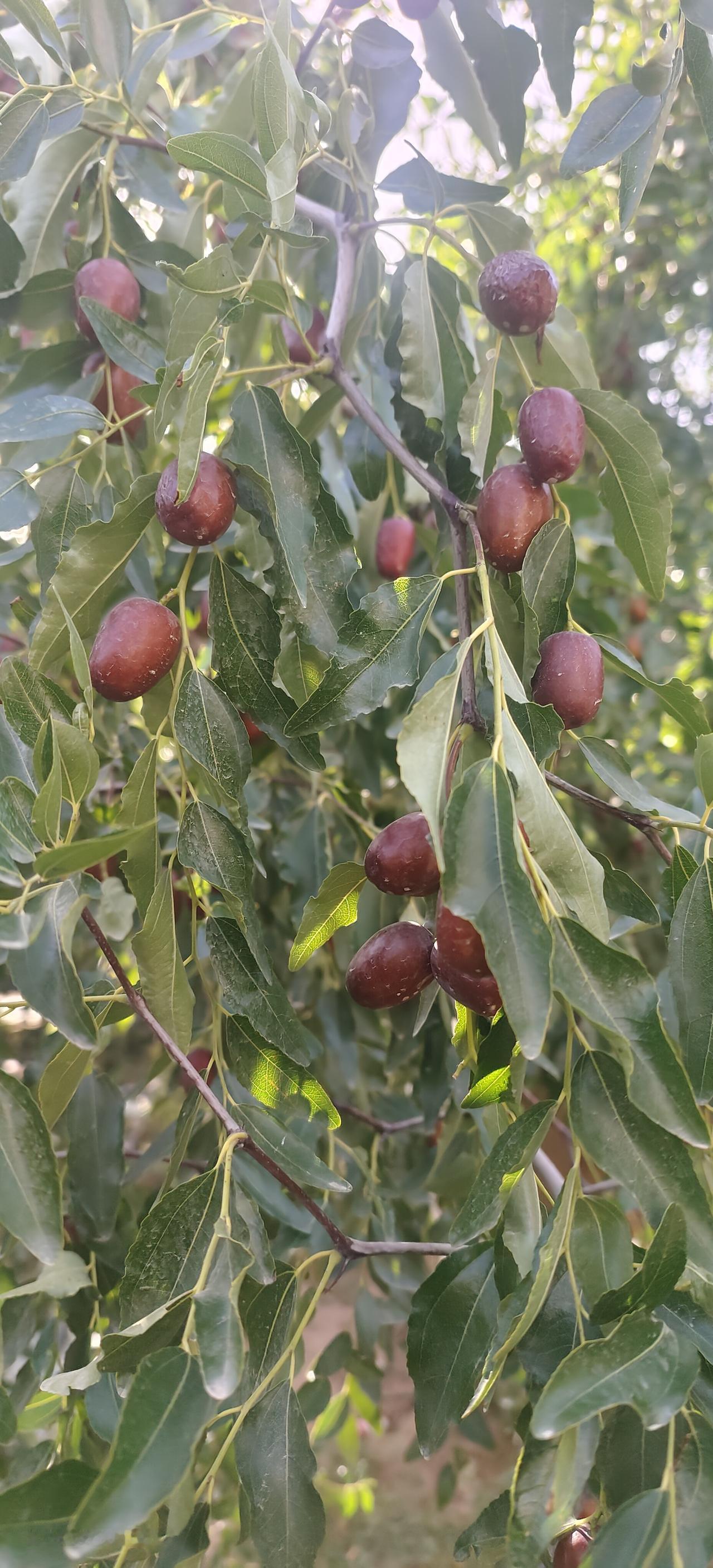 新疆红枣真好吃，甜。