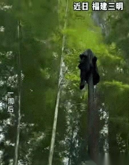 福建山里出了件怪事。
一个阿姨进竹林挖笋，干活热了，把外套脱下来随手就扔在了地上