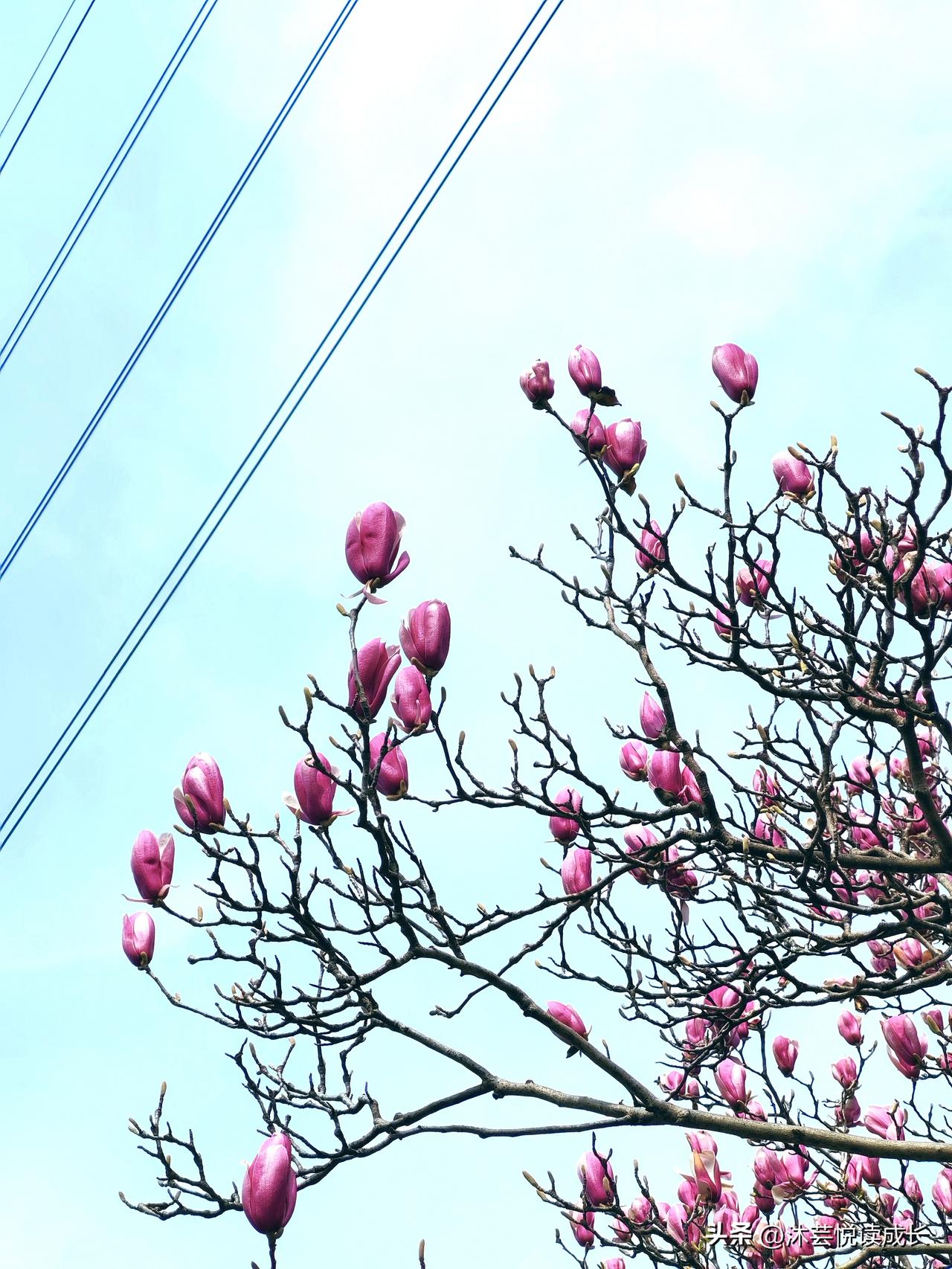 谁能想到，忙了大半辈子的我，退休后最上瘾的事，竟是仰着脖子看树。
 
从前总低着