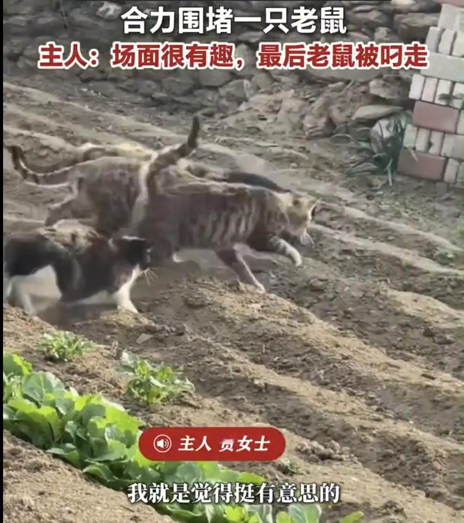 看到7只猫在地里围堵1只老鼠的画面，我满脑子都是这老鼠的绝望。想象一下，被一群猫