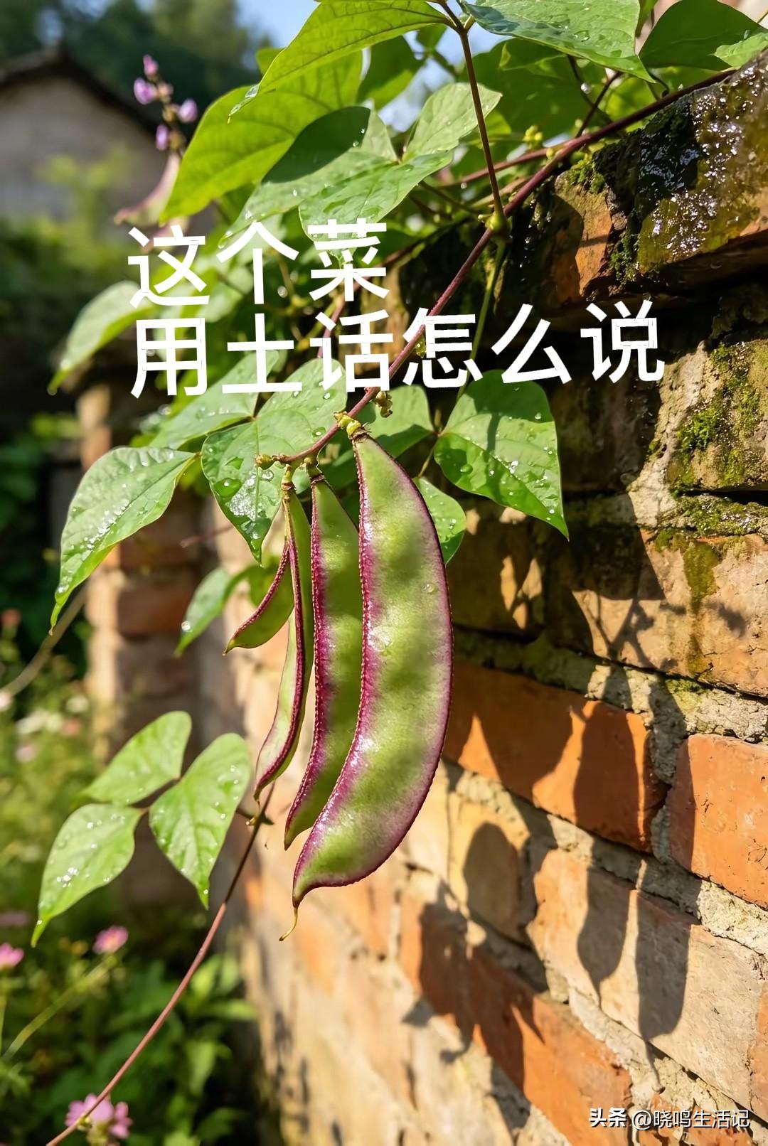 请用土话，说出这种菜的名字。