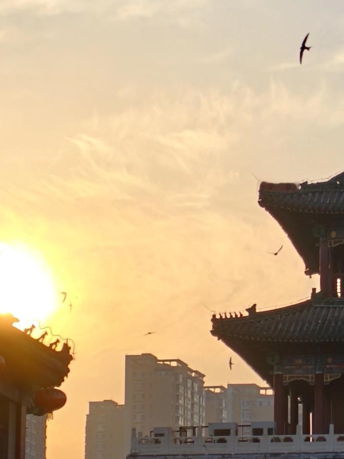 天津古楼上空，鸟儿追逐着第一缕阳光，自由的飞翔！
