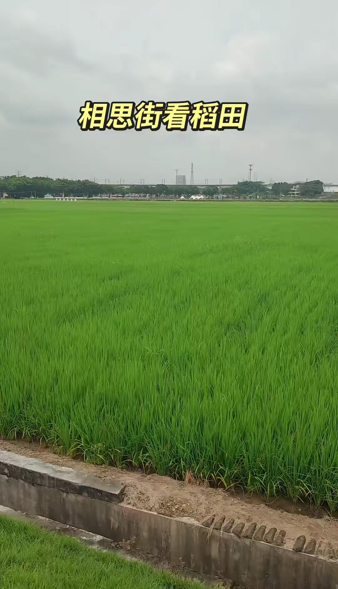 广州相思街稻田打卡超舒服。🌿在广州想找稻田取景的朋友，一定要来相思街。1️⃣道
