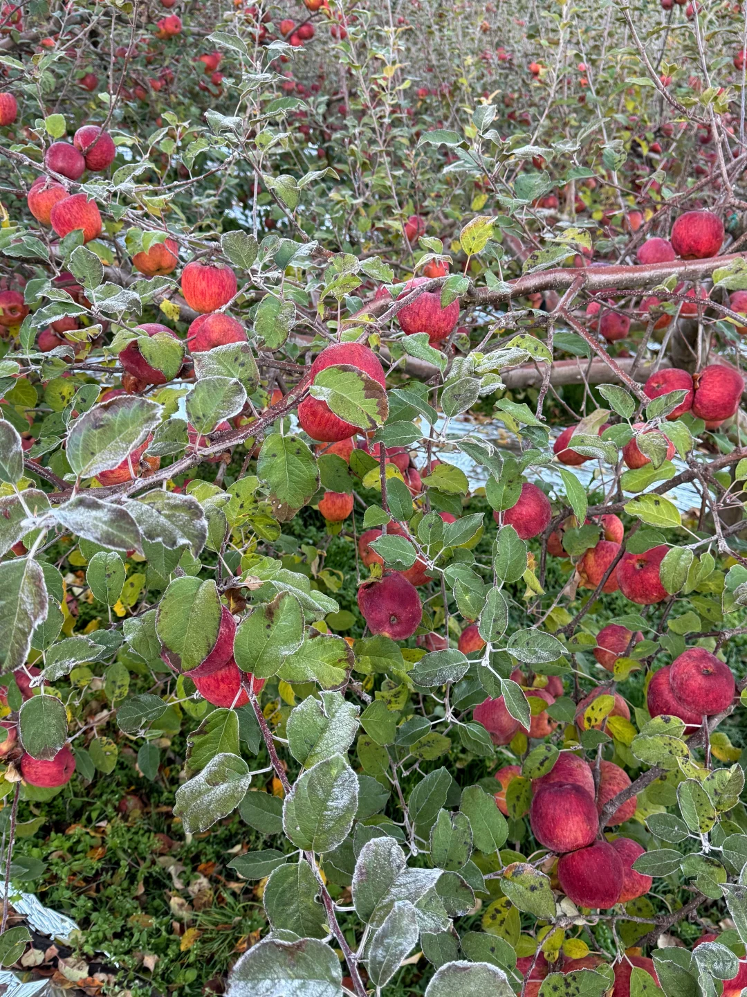 叶子上打满了厚厚的冰霜，苹果才是真得糖心！
