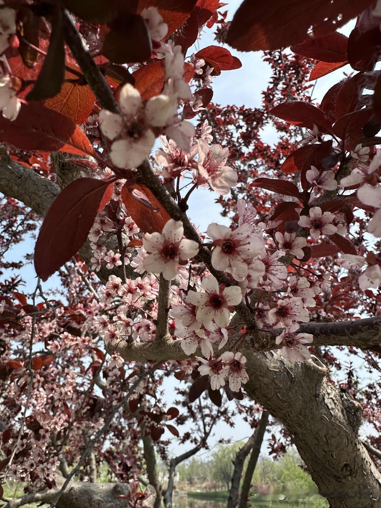 坐在公园的亭子里
最喜欢的就是打卡了
看水里悠闲的水鸟
看水边闲逛的人群