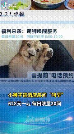“萌狮叫醒服务”！江苏宿迁，一酒店内提供小狮子叫醒服务，一晚售价628元，包含餐