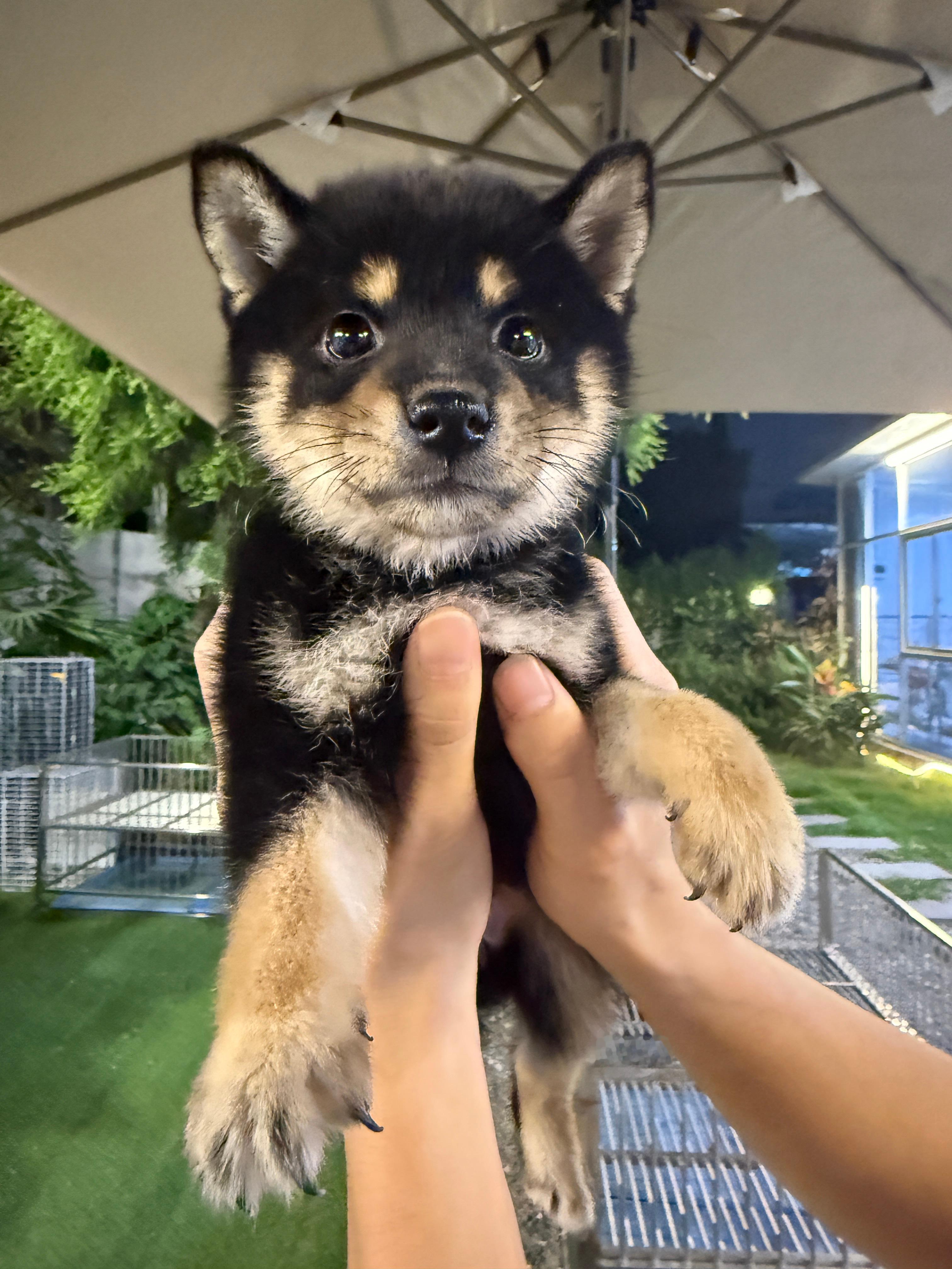 新成员小豆柴到家咯～ 俺叫可乐🥤柴犬[超话] ​​​
