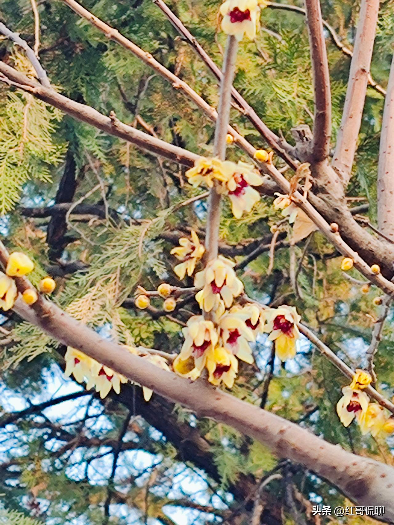 去公园溜达，小草泛绿，玉兰辛夷欲绽，而看见的第一种春花却是腊梅，腊梅（Chimo