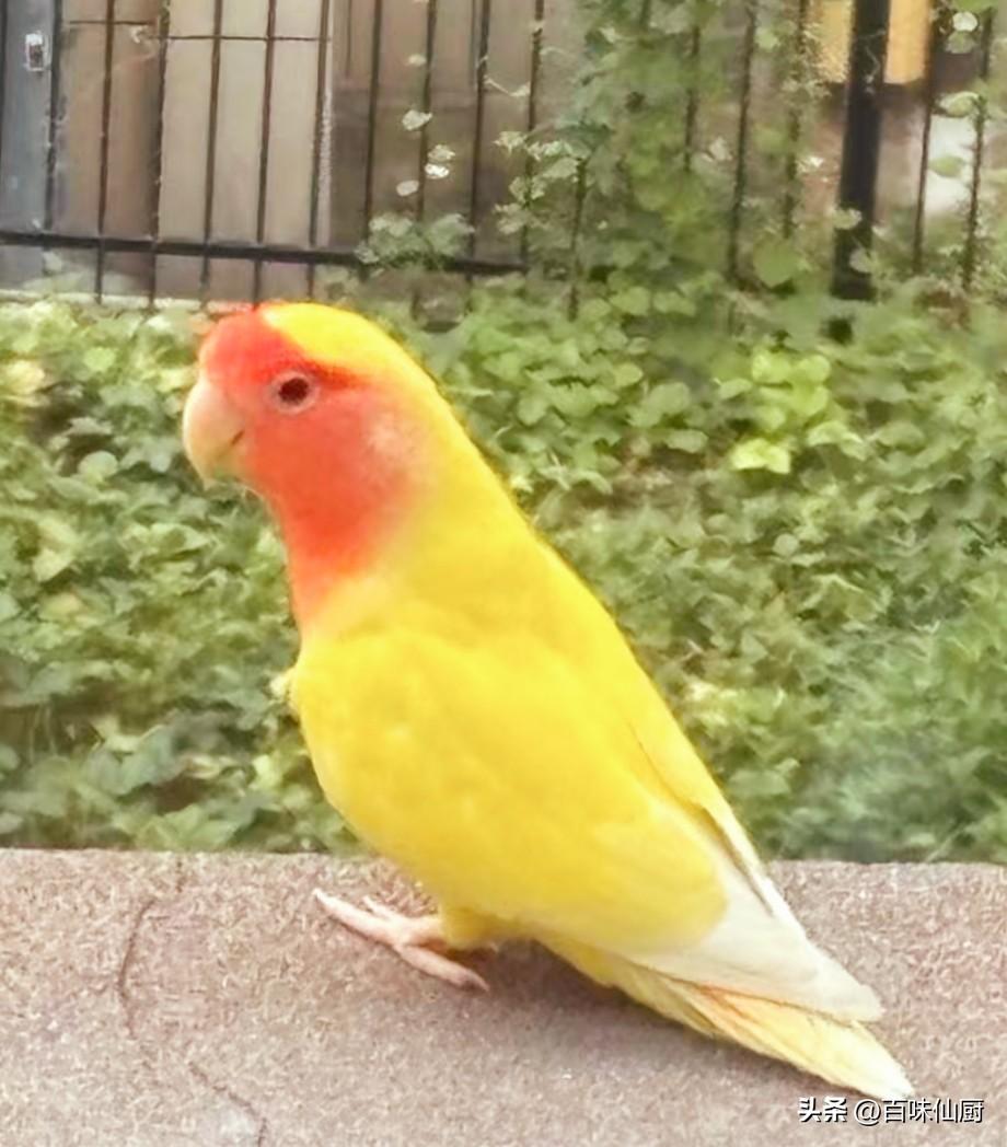 窗台上站着一只漂亮的鸟🐦，大抵是飞累了，停下来歇歇脚。

这不是八哥，就是鹦鹉