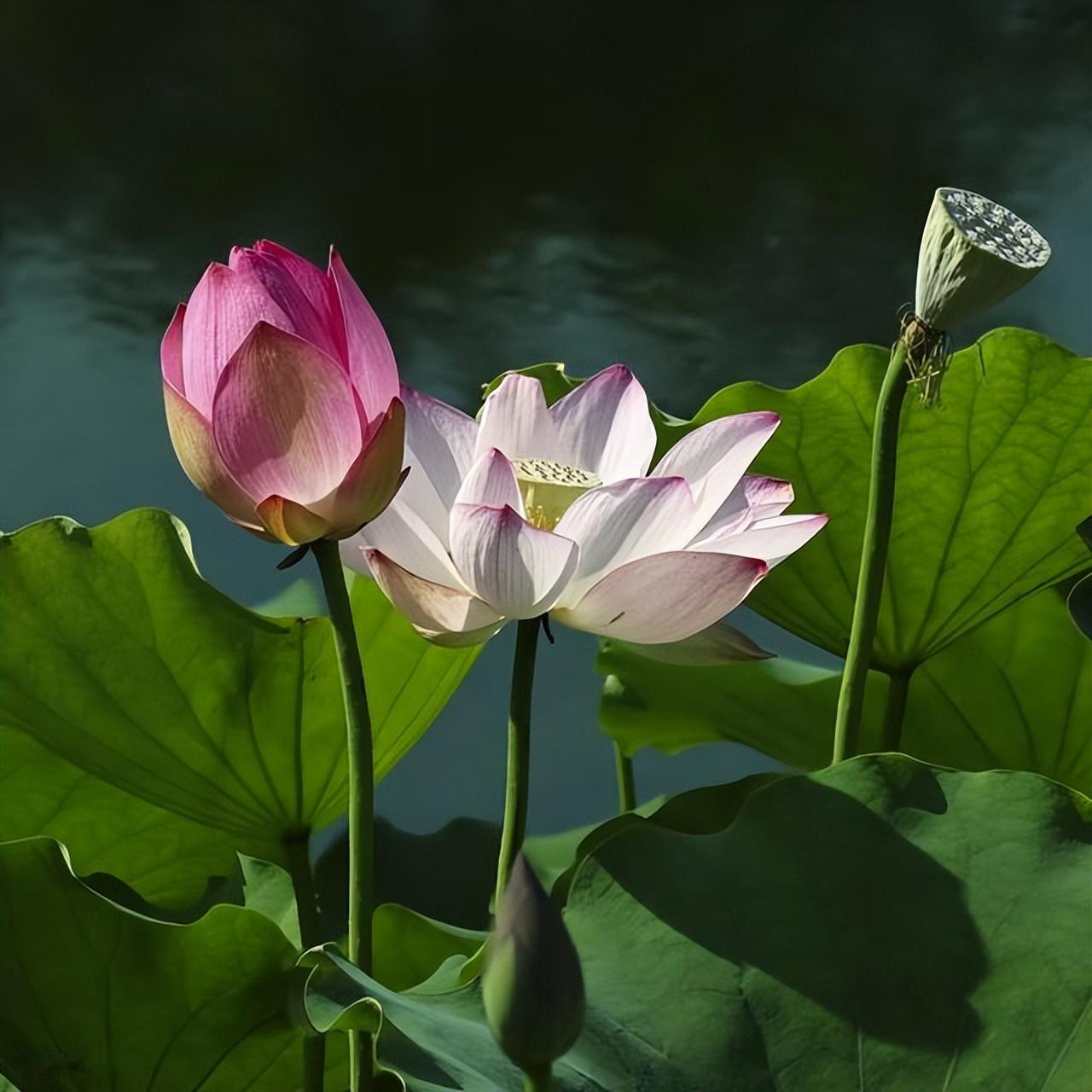 改变观念，就是改变可以改变的一切，适应不能改变的一切。改变观念，就是推陈出新，解