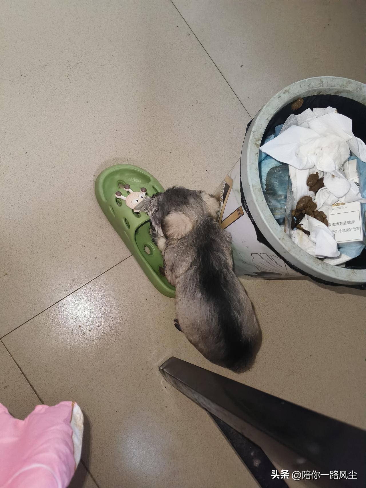 出生38天的小奶狗——雪纳瑞，应该怎么断奶？


小编养狗10多年，每次要给幼犬