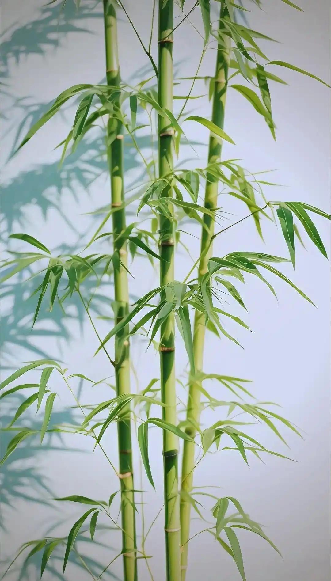 为何美国禁止种竹子，中国反而大量种植？

开玩笑的说，因为美国没大熊猫，不需要竹