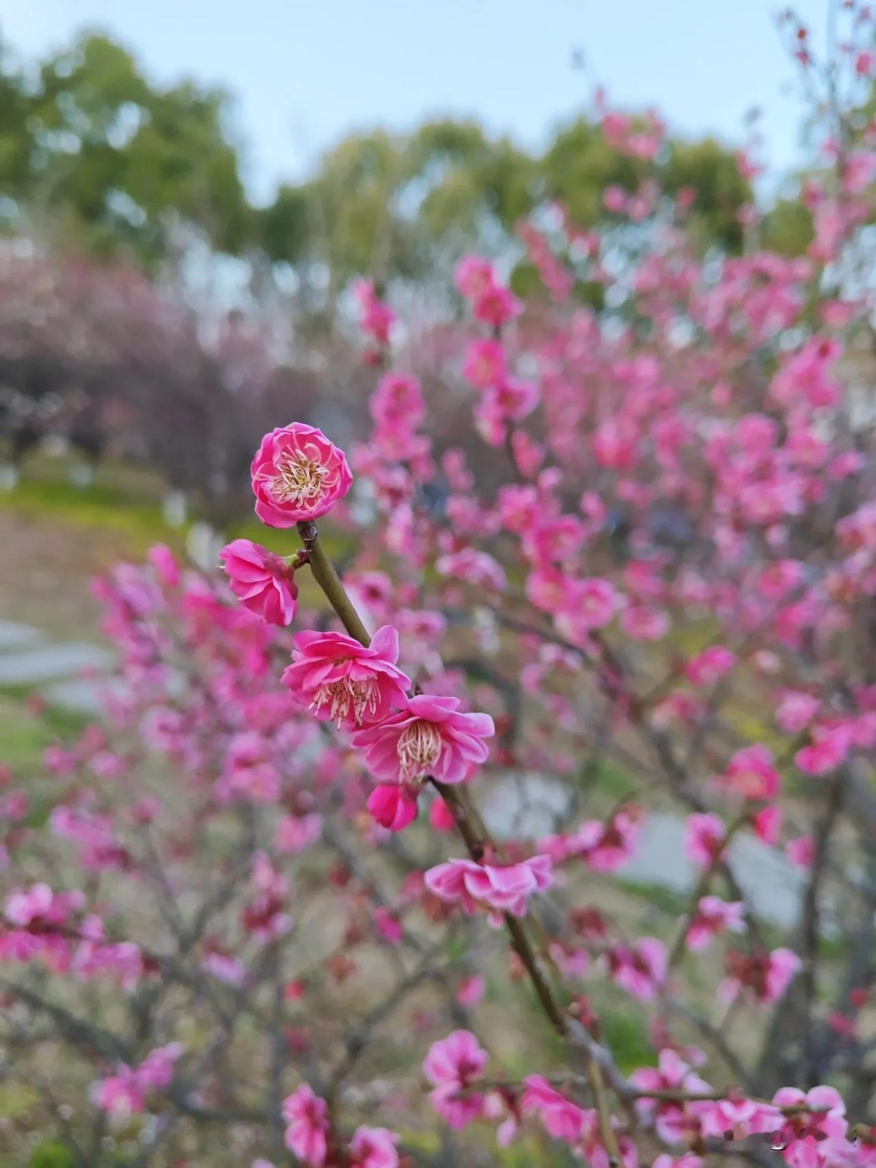 红艳艳的梅花盛开了