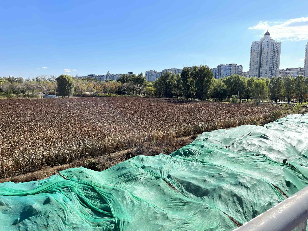 天通苑北地铁站对面的高粱地！

今天没事溜达，走到天通苑北地铁站的天桥上时，发现