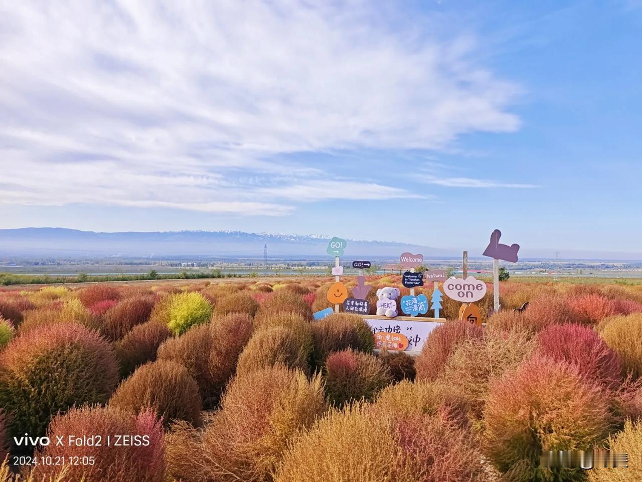 深秋的天山花海景区，大部分的花已经枯萎了，但总有那么一簇、一片亦或是一株还在等着