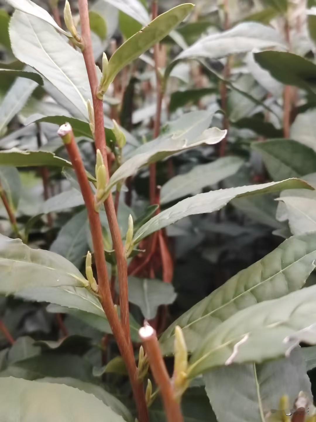 翁家山狮峰龙井，明前头采就要来了
三月已半，翁家山茶农们已经开始忙了
	
狮峰山