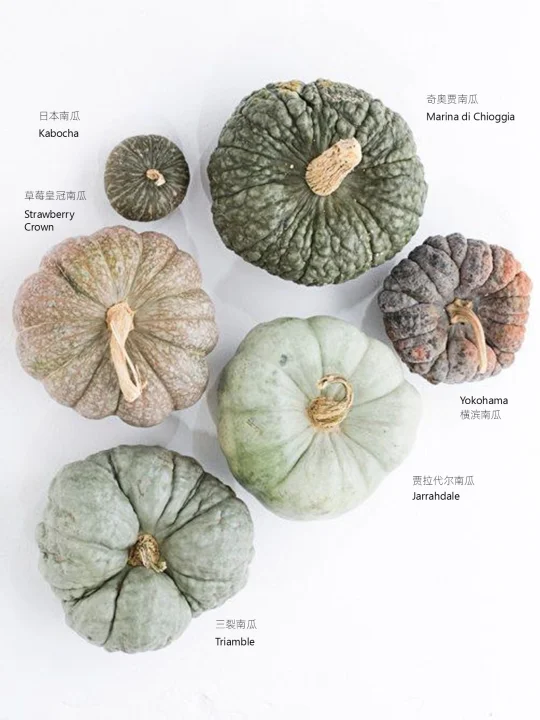 奇奇怪怪的南瓜们，万圣节的最爱🎃