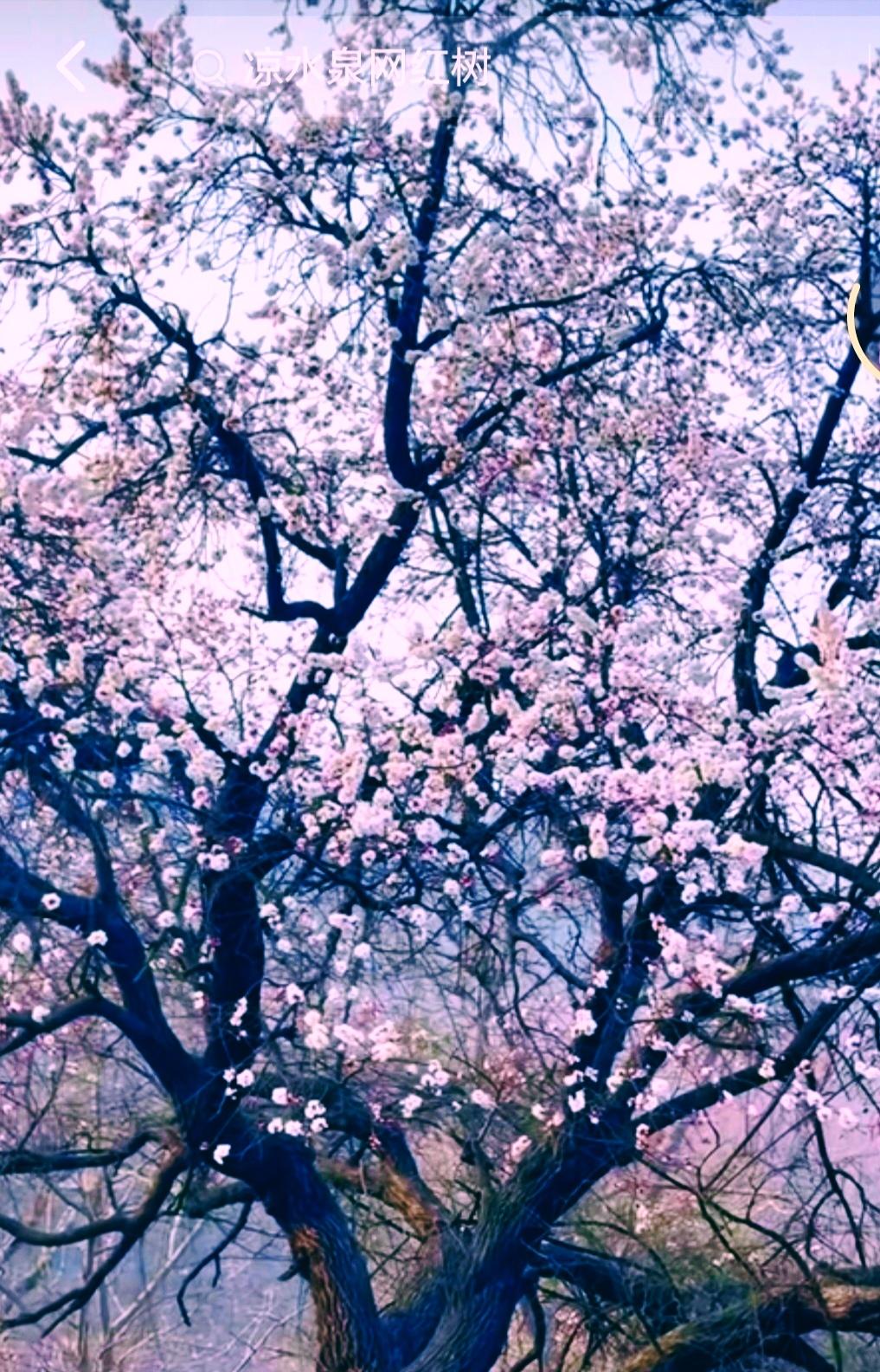 站在这棵树底下的时候，风都软了。
 
不是那种铺天盖地的热闹花潮，是枝桠把春天拆