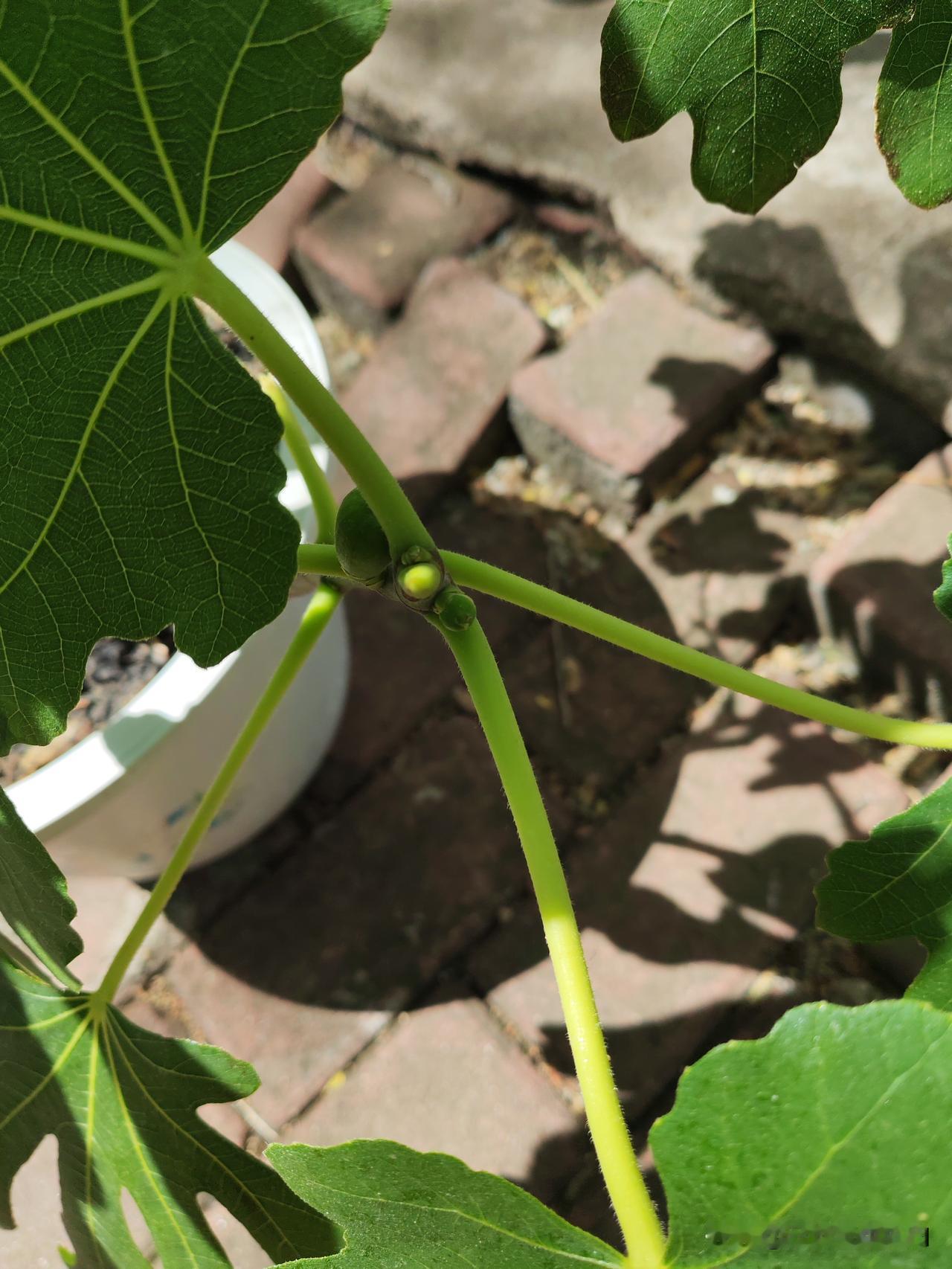 真心话茶局昨天早上感觉有点冷，一看手机才知道体感温度是5度，实际温度是8度，手机