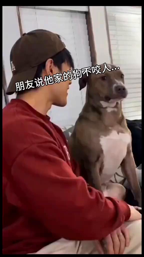 朋友说他家的狗不咬人。