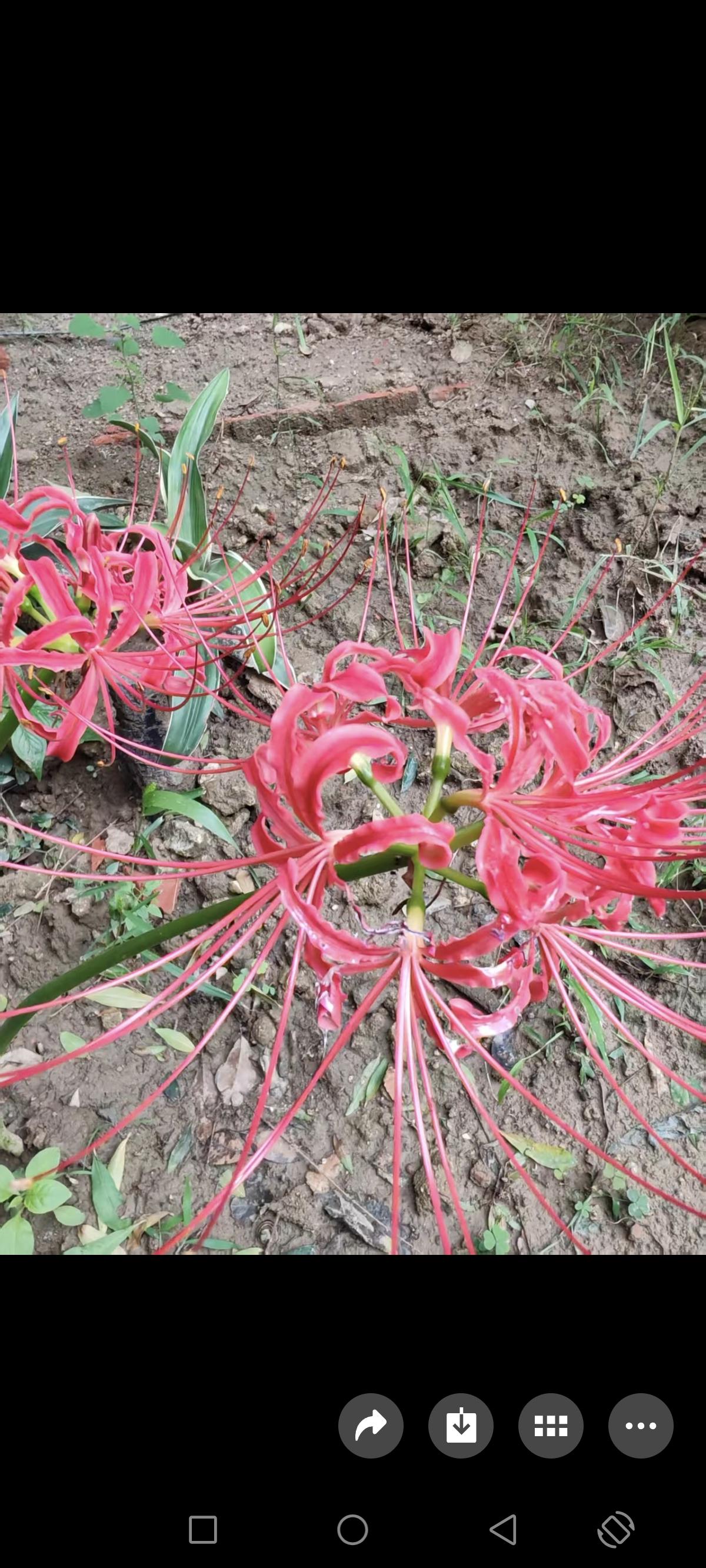 谁有花草照片，可以晒下吗