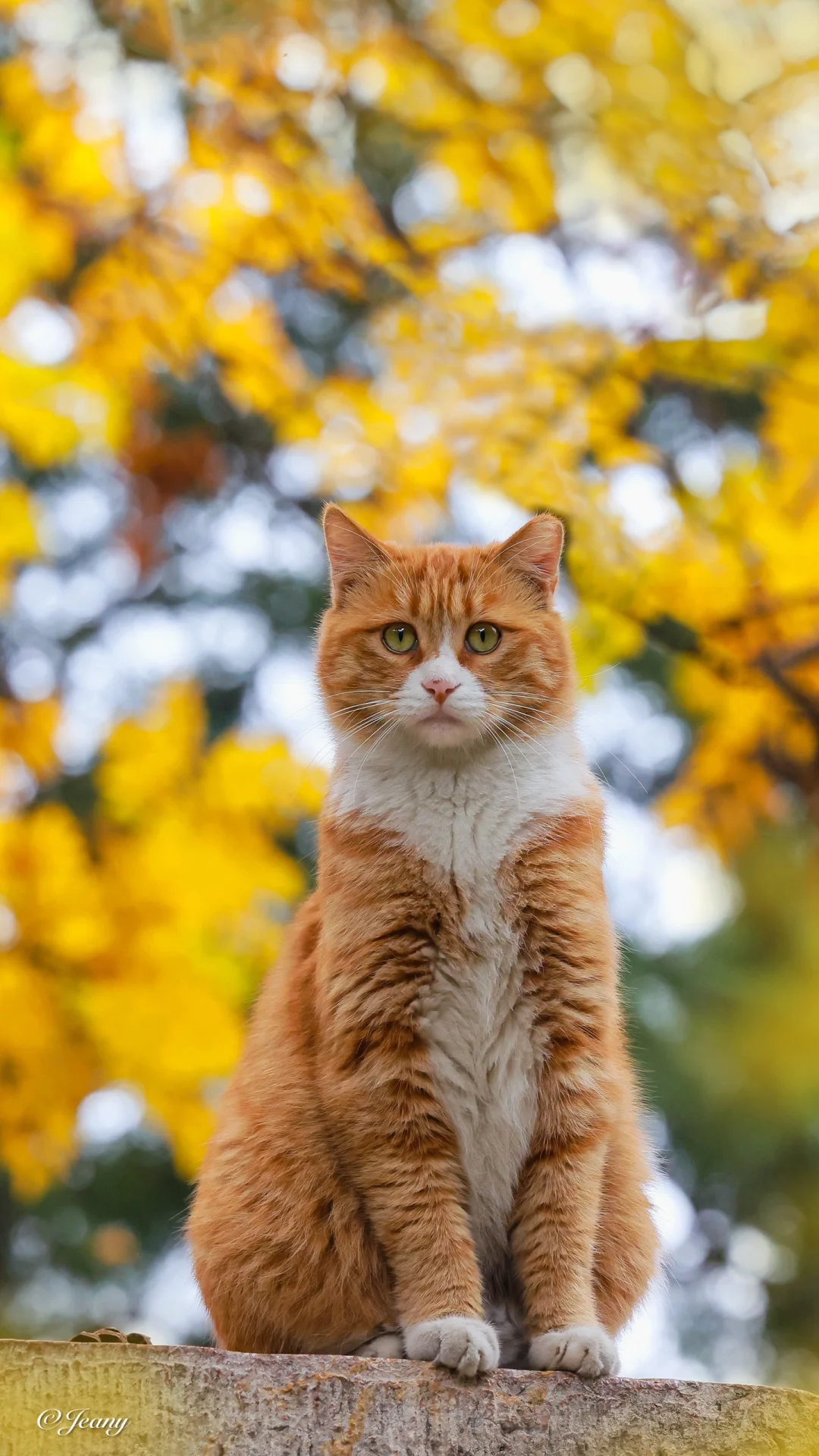 感知👀秋色📷的猫咪🐈